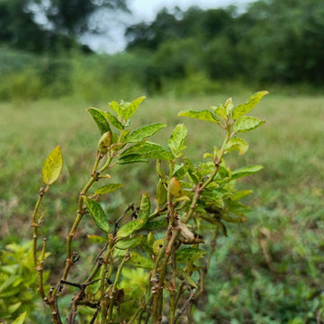 Anden - Minze (Muña) - von ESSENCE - PUR | naturrein & hochwertig