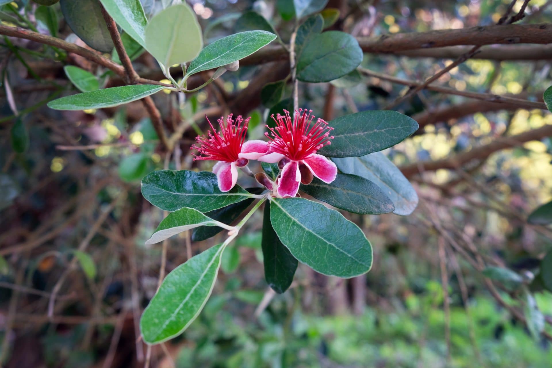 blühende rote Myrte zur Gewinnung von Myrtenöl rot bio