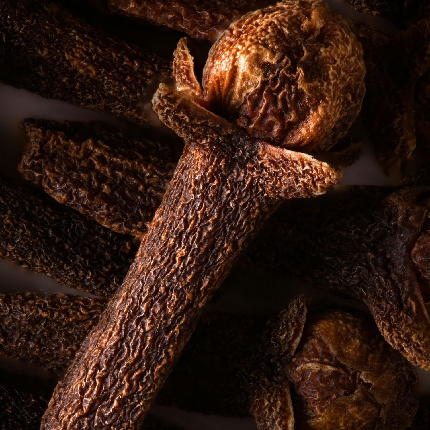 Getrocknete Nelkenstiele in Nahaufnahme – naturreines Nelkenstiel-Öl von ESSENCE-PUR für würzige Aromapflege und Küche