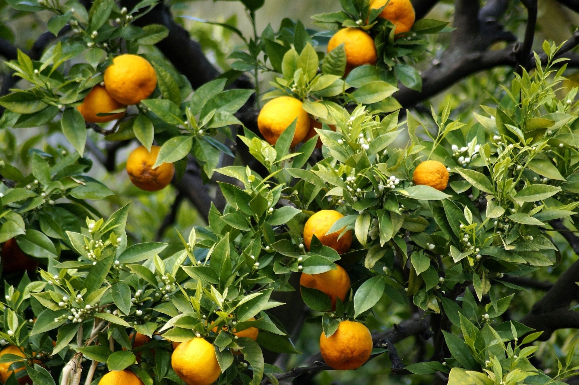 Orangenbaum mit leuchtend orangefarbenen Früchten und zarten Blüten – Ursprung des Bio-Orangenblütenhydrolats (Neroli)