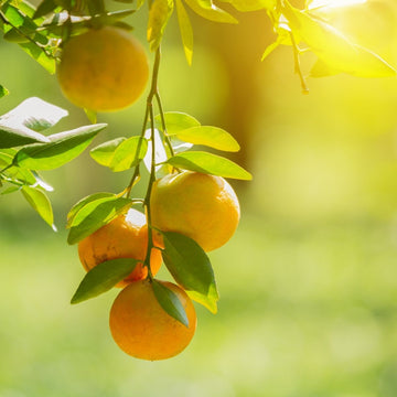 Orangenöl süß bio 🍊 sonnig, weich & mediterran✨ - von ESSENCE - PUR | naturrein & hochwertig