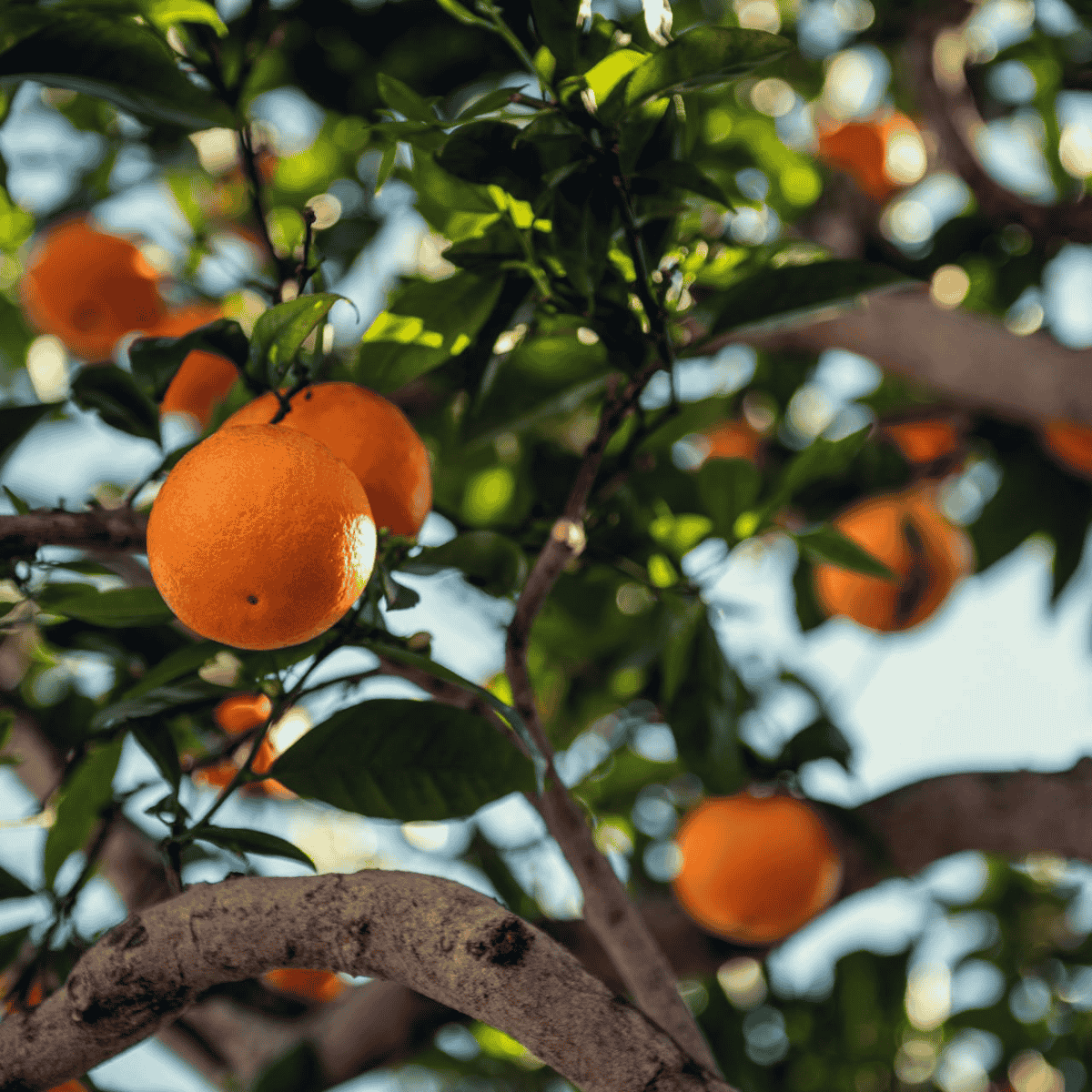 Reife Orangen am Baum in der Sonne – natürliche Quelle für ätherisches Orangenöl
