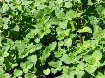 Oregano Kaliteri Pflanze (Origanum sp.) aus Bolivien – kräftig grüne Blätter einer charakterstarken Oregano-Variante für ätherisches Öl