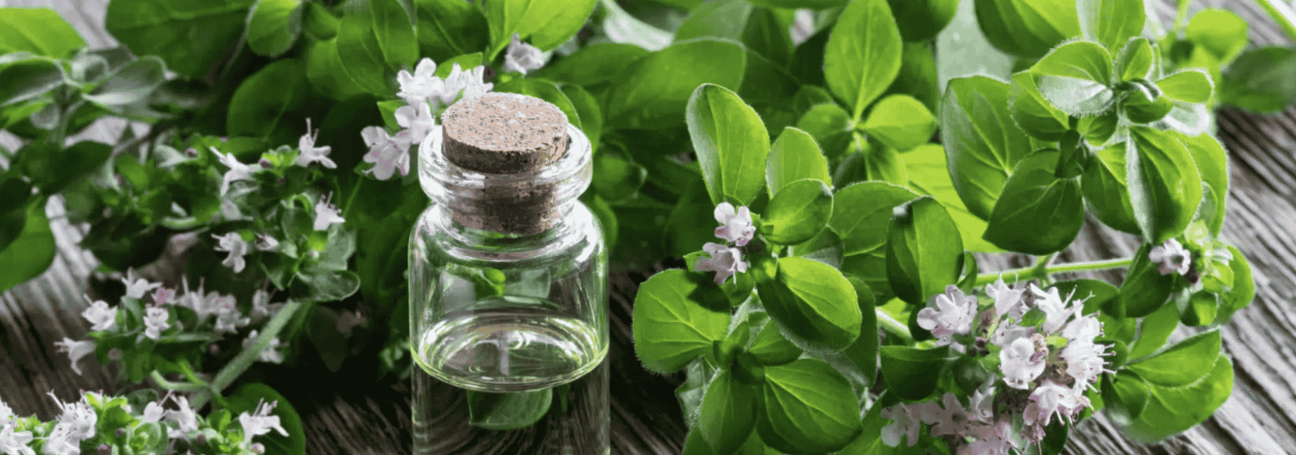 Glasflasche mit Oregano-Öl, umgeben von frischen Oregano-Blättern und Blüten – Symbol für die vielseitigen Anwendungsgebiete des ätherischen Oreganoöls.