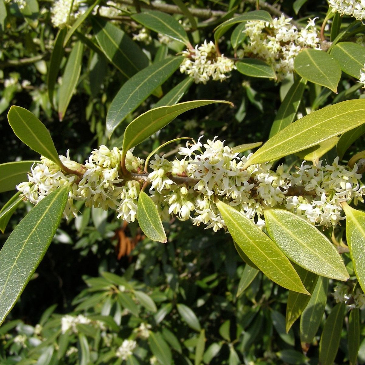 Zweig des Osmanthus-Baums mit weißen, duftenden Blüten und grünen Blättern in natürlicher Umgebung.
