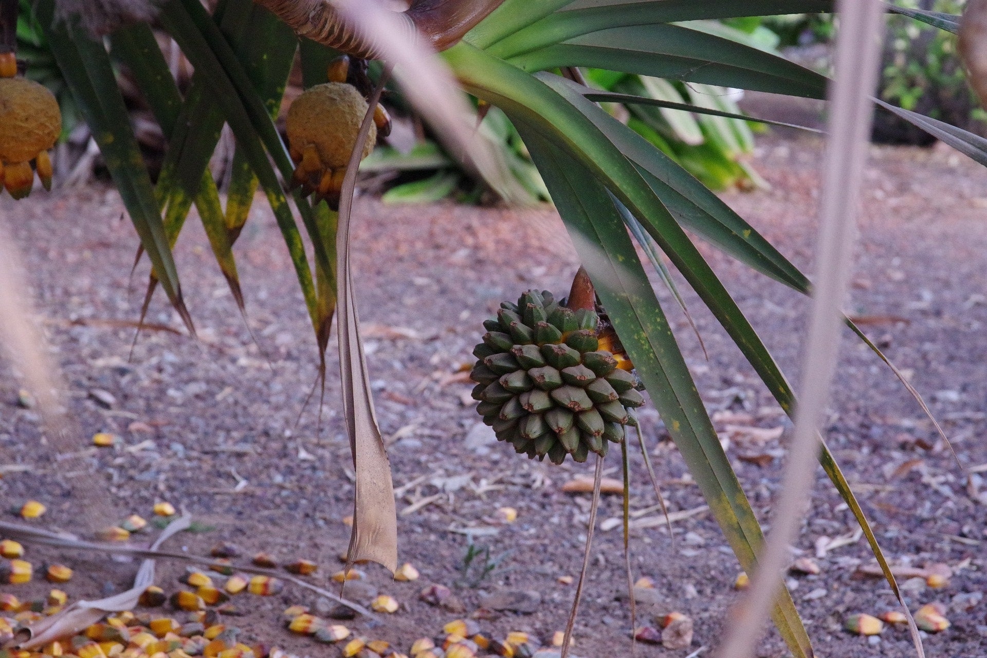 Pandanus-screw-pine zur Gewinnung von Kewra ätherisches Öl (Kewraöl)