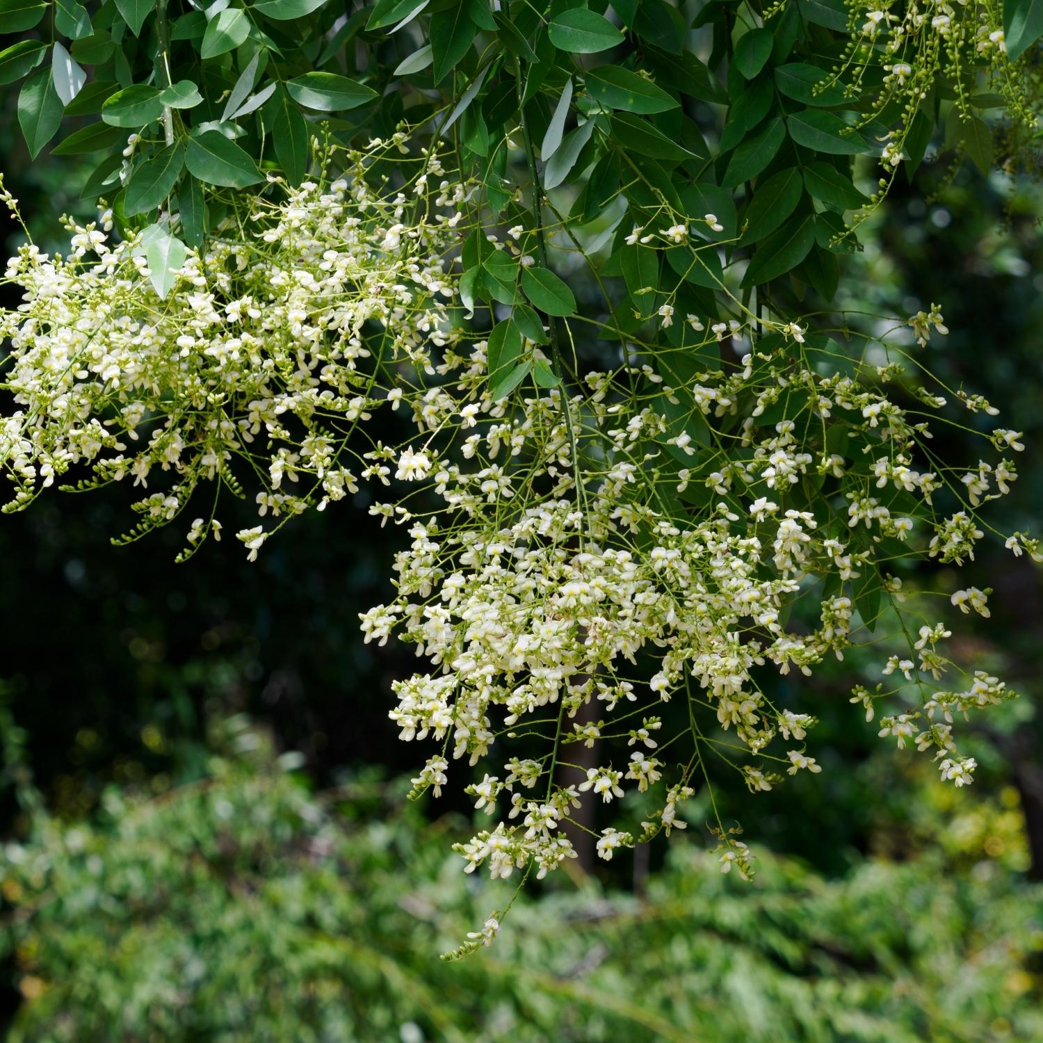 Blühender Perubalsambaum (Myroxylon balsamum var. pereirae) mit weißen, traubigen Blütenständen – natürliche Quelle für das kostbare ätherische Perubalsamöl destilliert.
