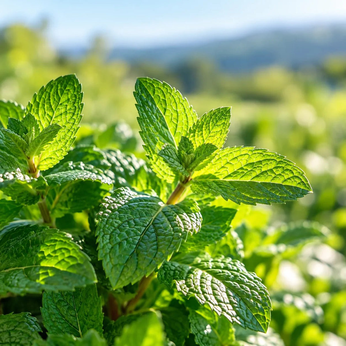 Pfefferminzhydrolat bio – Pfefferminzwasser aus Frankreich - von ESSENCE-PUR | naturrein & hochwertig