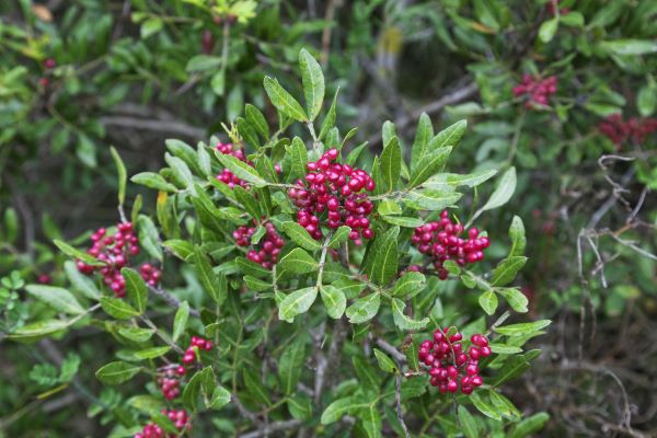 Pistacia Lenticus zur Herstellung von feinstem Mastix Öl bio (Pistacia lentiscus) aus Korsika – Ätherisches Öl