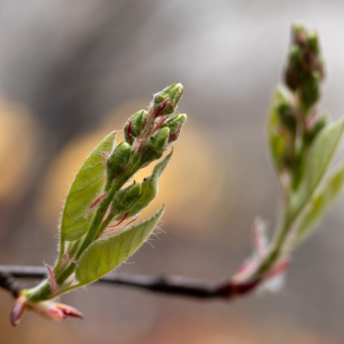 Pappelknospen Absolue 10% (Bio - Alkoholverdünnung) - von ESSENCE - PUR | naturrein & hochwertig