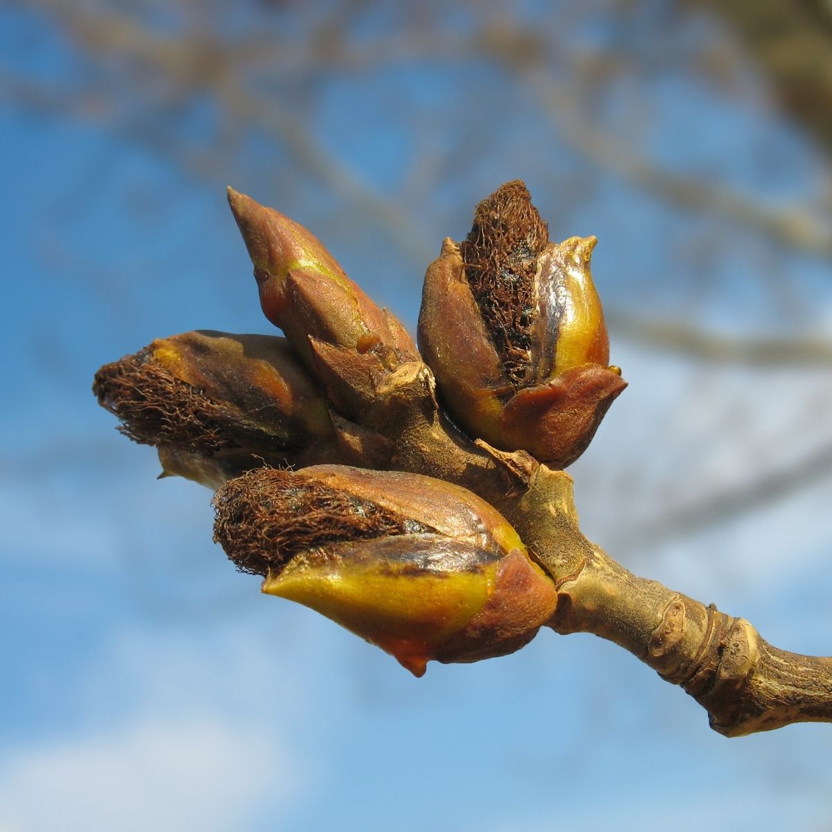 Pappelknospen Absolue 100% (Populus spp.) - von ESSENCE - PUR | naturrein & hochwertig