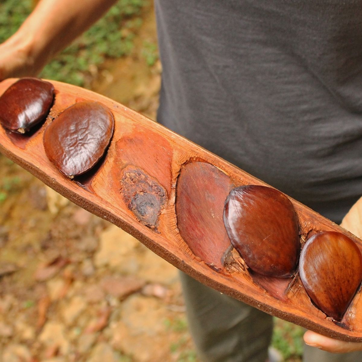 Pracaxi Samen (Pentaclethra macroloba) in geöffneter Fruchthülse in Brasilien