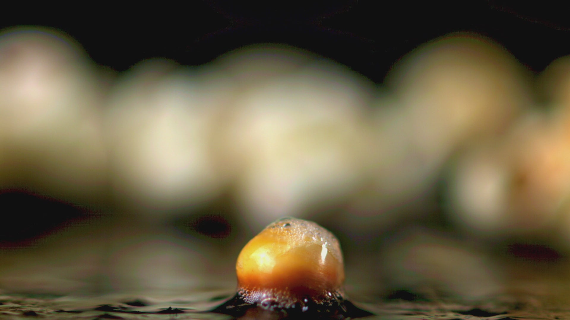 Popcorn Absolue 40 % – Gourmand Spezialität