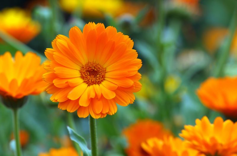 Ringelblume (Calendula officinalis) mit leuchtend orangefarbenen Blüten im sommerlichen Kräutergarten