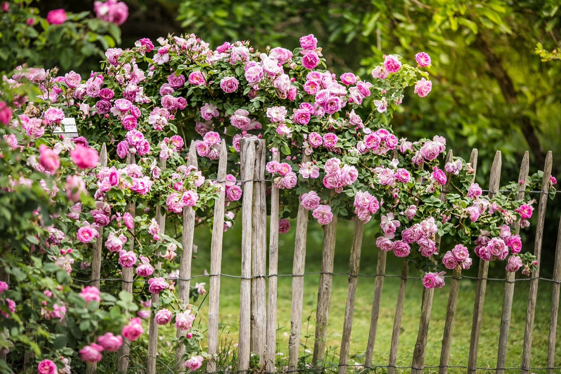 Romantischer Rosenbogen an Holzzaun im Garten – Sinnbild für Natürlichkeit und Geborgenheit mit ESSENCE-PUR Rosenölen.