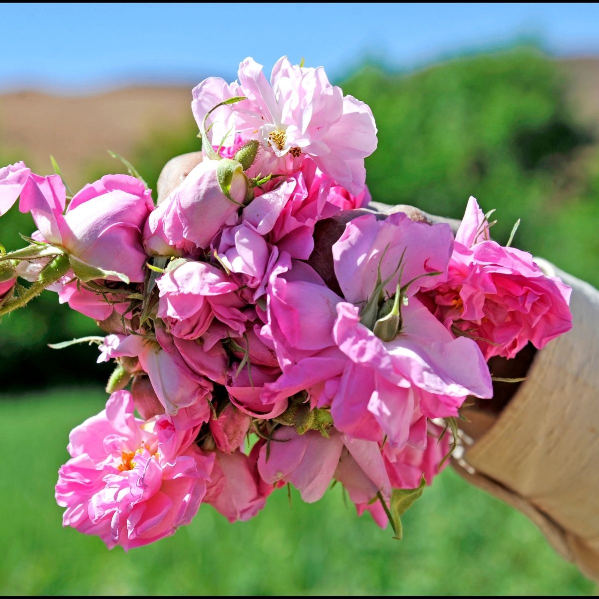 Rosenhydrolat bio aus Marokko – Die Rose des Atlas🌹 - von ESSENCE-PUR | naturrein & hochwertig