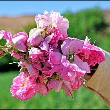 Rosenhydrolat bio aus Marokko – Die Rose des Atlas🌹 - von ESSENCE-PUR | naturrein & hochwertig