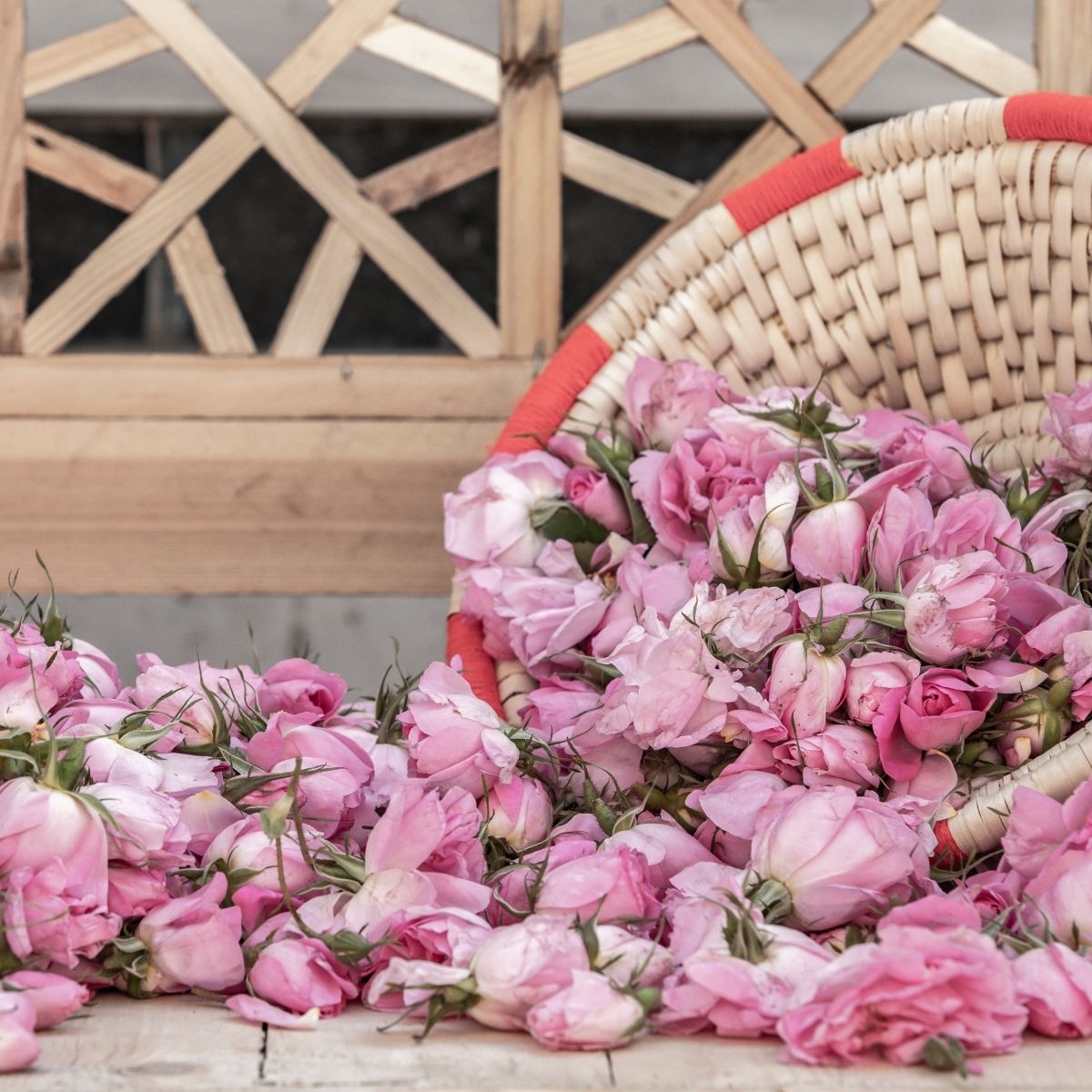 Rosenöl bio · Iran · 10 % - von ESSENCE - PUR | naturrein & hochwertig