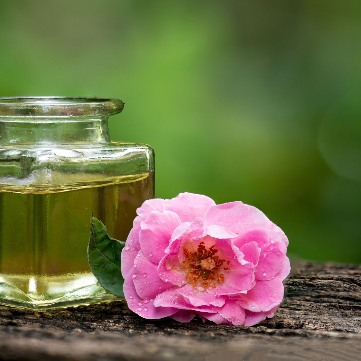 Rosenöl 10% (Bio - MCT - Öl Verdünnung) – aus Afghanistan - von ESSENCE - PUR | naturrein & hochwertig