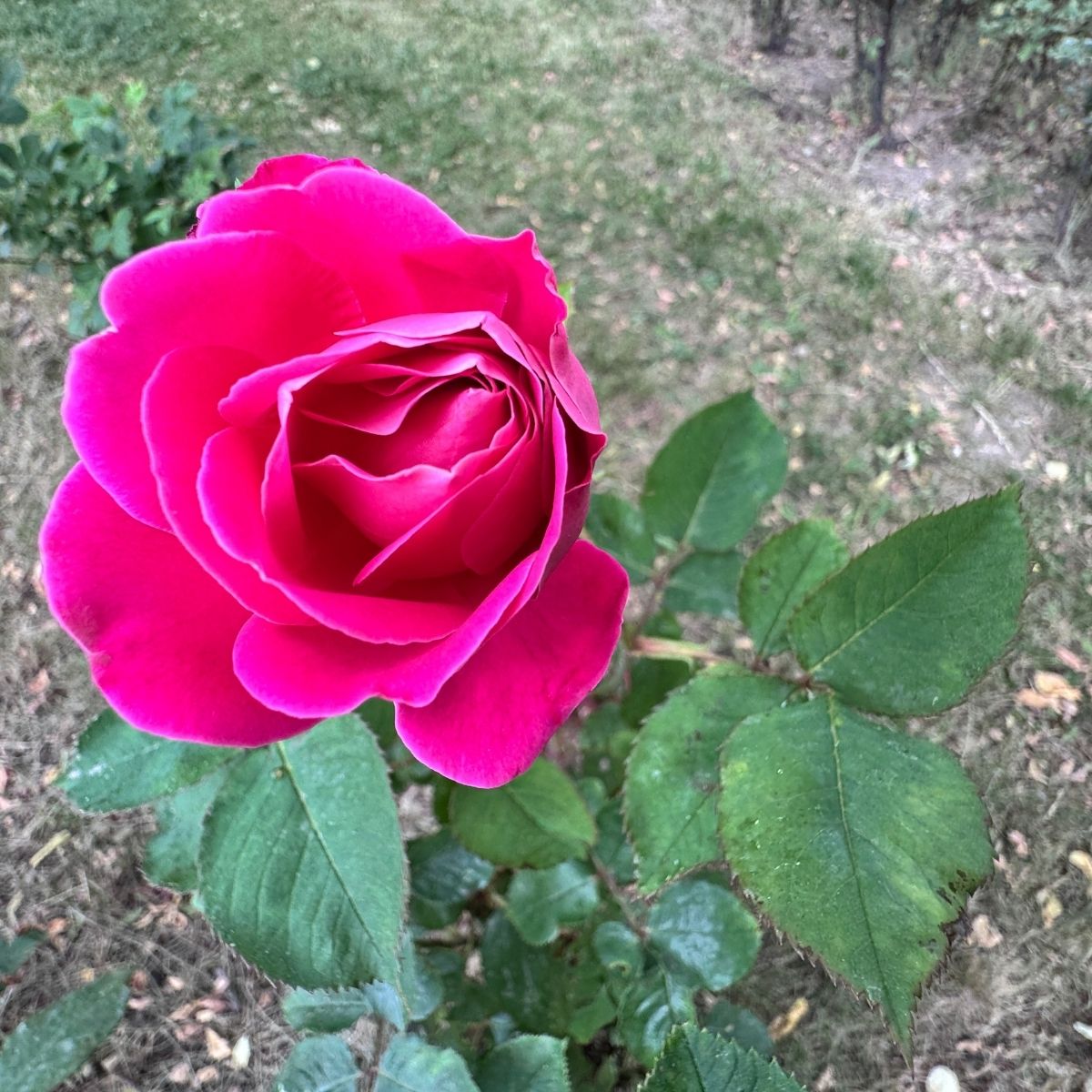 Rosenöl bio · Iran · 100 % - von ESSENCE - PUR | naturrein & hochwertig