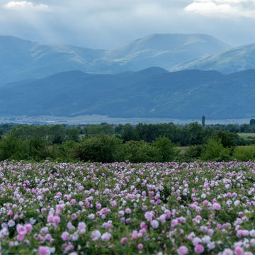 Rosenhydrolat bio 🌹 aus Bulgarien – die Seele des Rosentals - von ESSENCE-PUR | naturrein & hochwertig