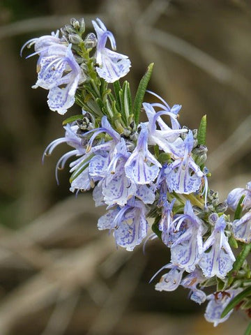 Violettblaue Rosmarinblüten mit schmalen, grünen Blättern – Rosmarinus officinalis, die Stammpflanze unserer Rosmarin Absolue 100 %.