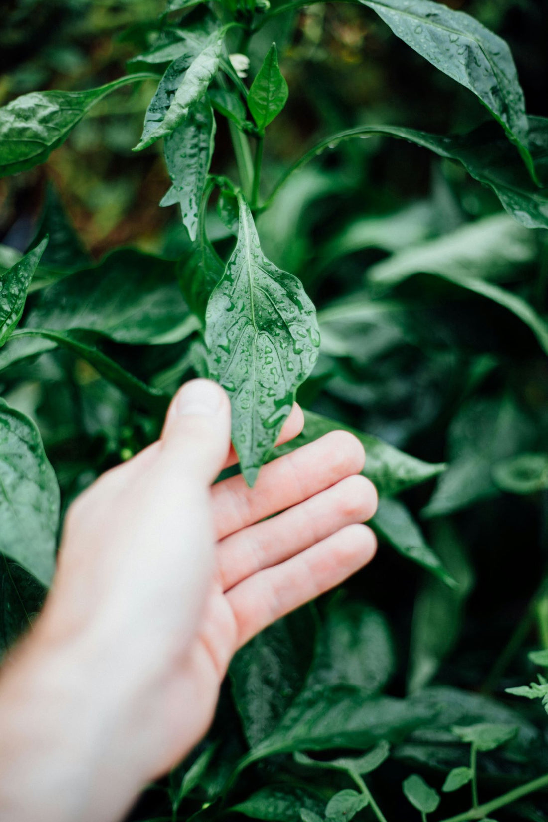 Berührung mit der Natur – Hand streift durch nasses grünes Blattwerk im Garten.