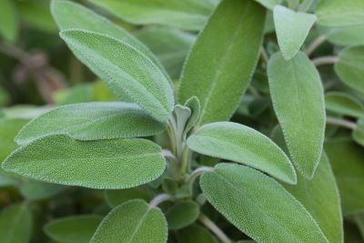 Frische Salbeiblätter der mediterranen Kräuterpflanze Salvia officinalis für naturreines Salbeiöl bio