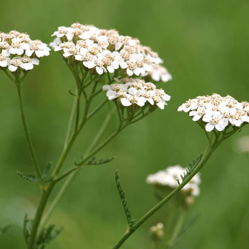 Schafgarbe (Achillea millefolium) – weiße Blüten in natürlicher Umgebung