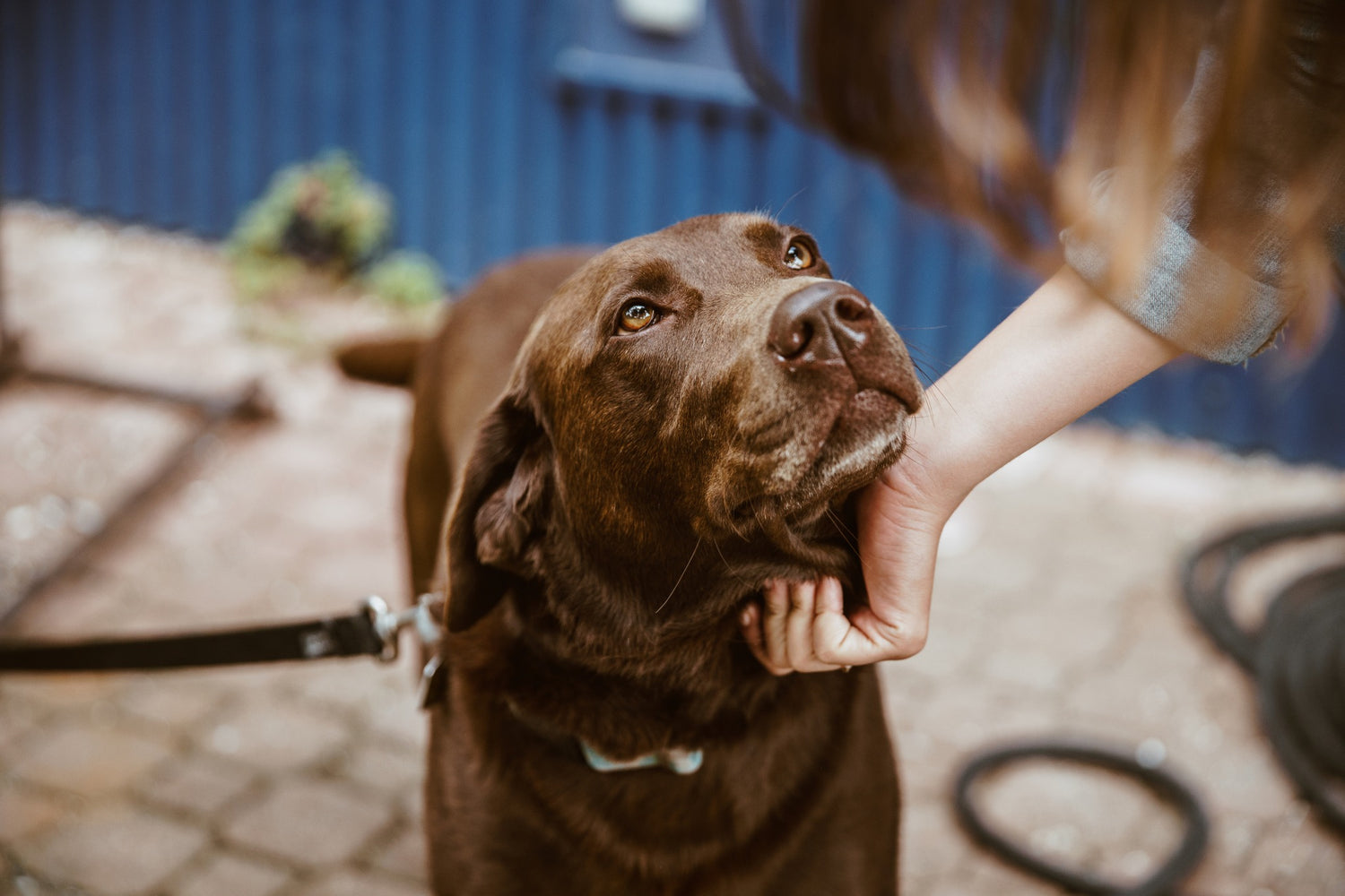 Brauner Labrador wird liebevoll am Kinn gestreichelt