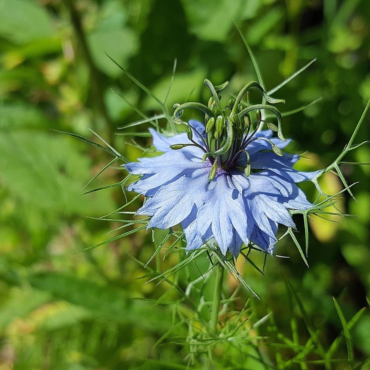 Schwarzkümmel Öl nativ bio – kaltgepresst aus Ägypten - von ESSENCE - PUR | naturrein & hochwertig