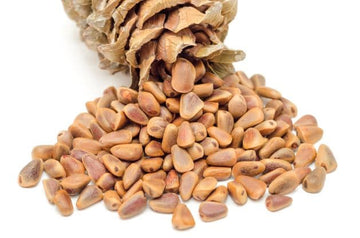 Zedernnuss Öl bio – (kaltgepresst) aus Sibirien - von ESSENCE - PUR | naturrein & hochwertig