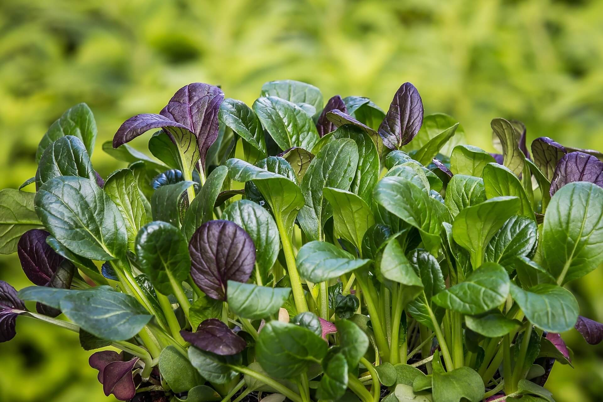 Frische Spinatblätter im Garten, grün und vital, Nahaufnahme der Pflanze Spinacia oleracea