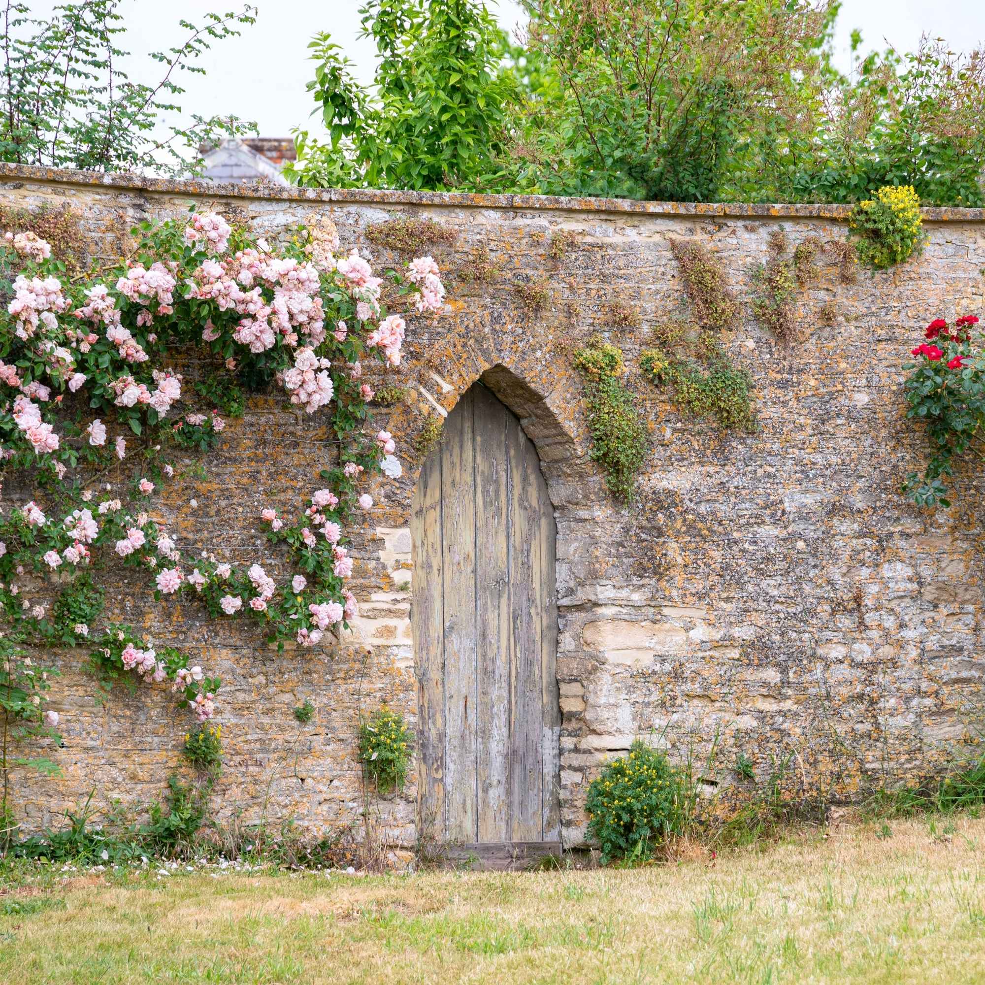 Alte, hohe Steinmauer mit Holztür. Rosa und rote Rosen ranken an ihr empor. Zugang zum Secret Garden.