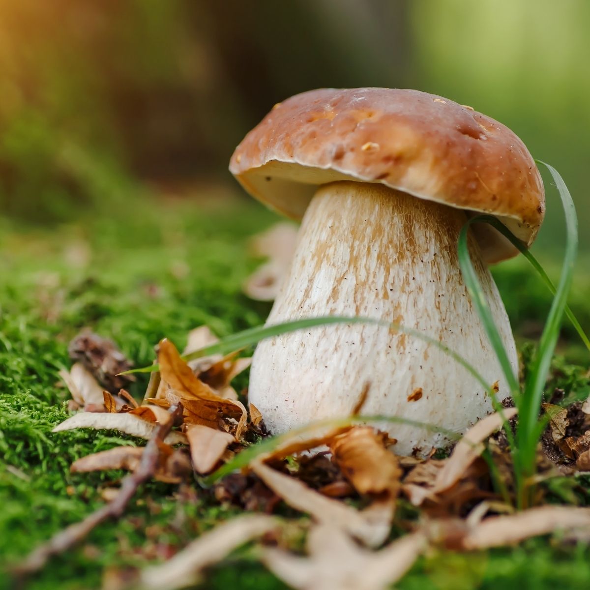 Steinpilz Absolue 100% - von ESSENCE - PUR | naturrein & hochwertig