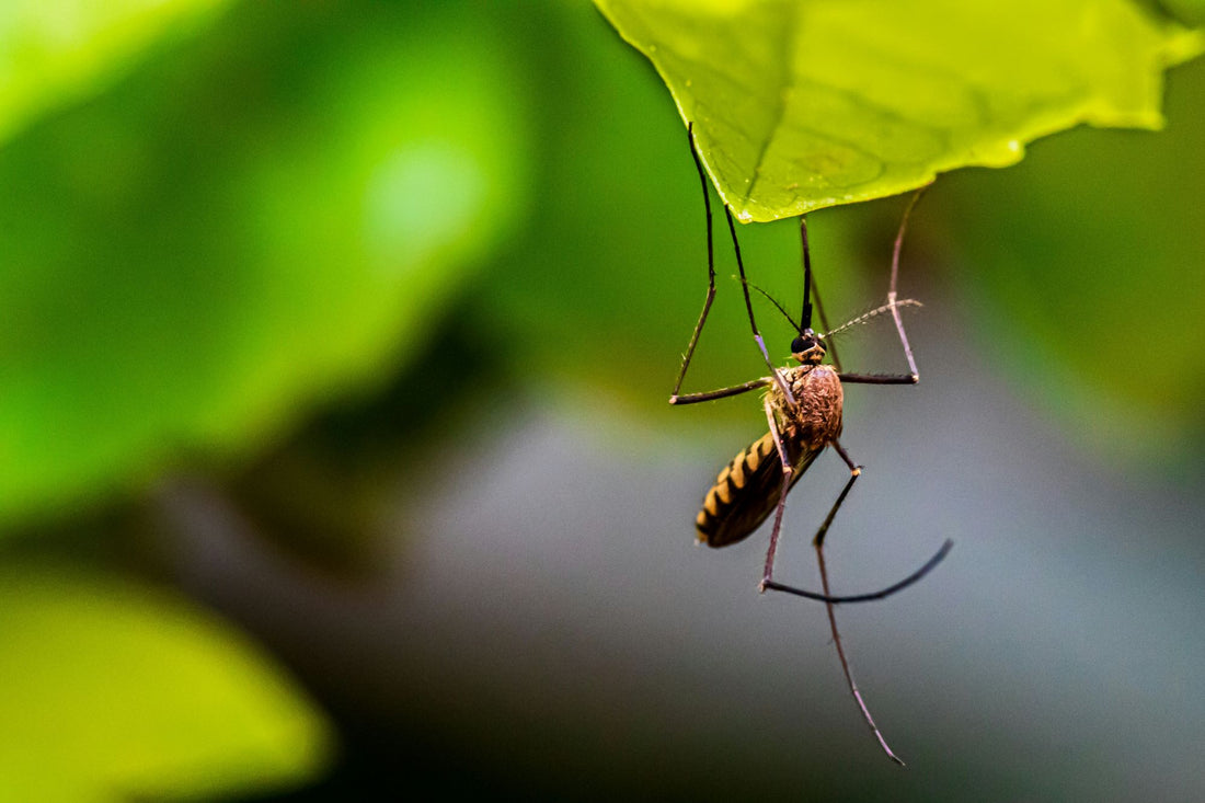 Natürlicher Schutz – Stechmücke auf einem Blatt als Symbol für ätherische Öle gegen Insekten.
