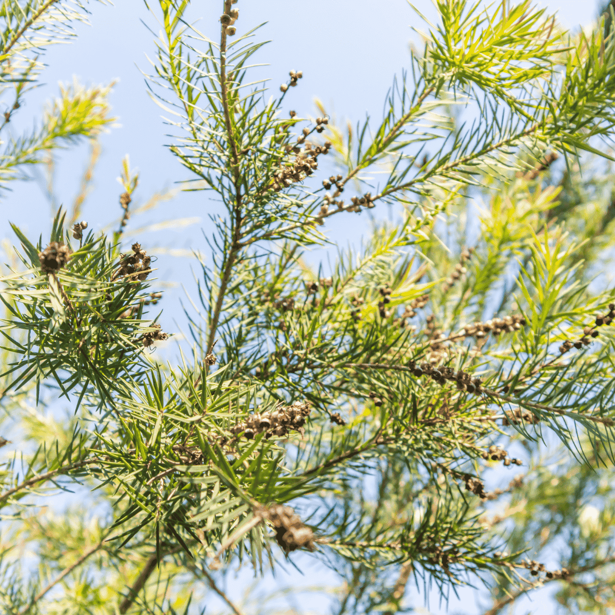 Nahaufnahme von Teebaumblättern im Sonnenlicht – immergrüne, nadelförmige Blätter des Melaleuca alternifolia.