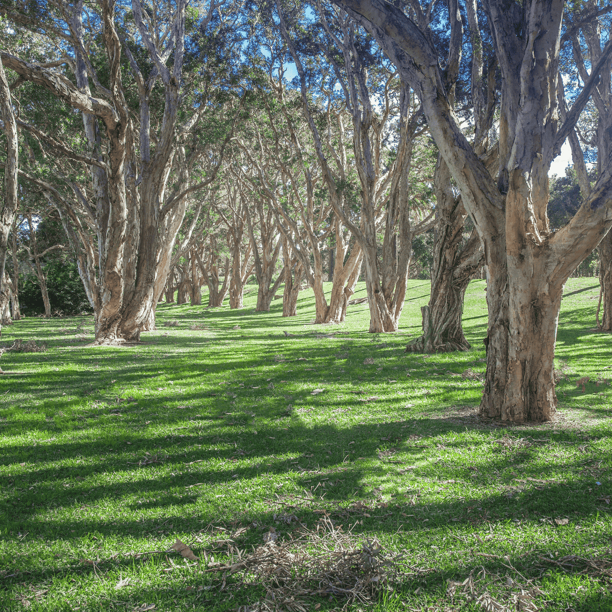 Teebaum-Plantage in Australien mit zahlreichen Melaleuca-Bäumen auf grüner Wiese – natürliche Herkunft des Teebaumöls.