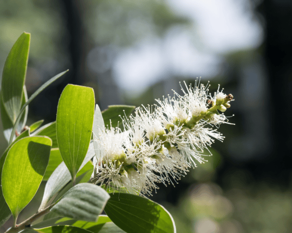 Weiße, filigrane Blüten des Teebaums in Nahaufnahme – charakteristische Blütenstände des Melaleuca alternifolia.