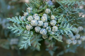 Hiba - Lebensbaum (Thujopsis dolabrata) - von ESSENCE - PUR | naturrein & hochwertig