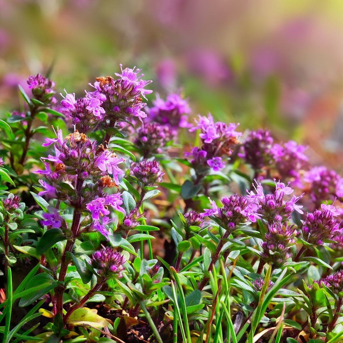 Zarte Thymianblüten (Thymus vulgaris CT Linalool) in der provenzalischen Sonne – Grundlage für unser sanftes Thymian-Hydrolat Linalool bio