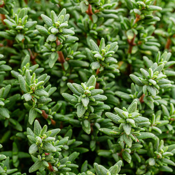 Thymian Hydrolat (thuyanol) bio - von ESSENCE - PUR | naturrein & hochwertig