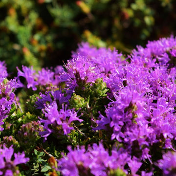 Tymianöl bio (Spanien) - Thymus capitatus Öl - von ESSENCE - PUR | naturrein & hochwertig