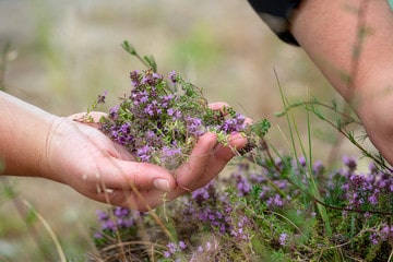 thymus vulgaris_thymus_linalool zur Gewinnung von Thymianöl linalool bio (ätherisches Öl)
