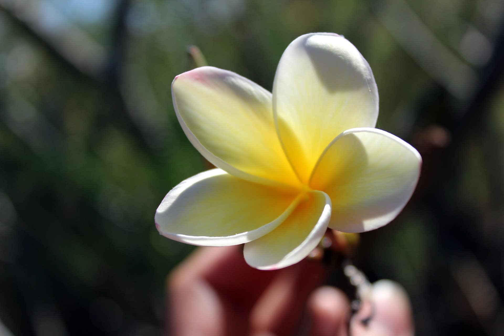 Tiare Blüte zur Herstellung von Tiare absolue 20% (Bio-Alkoholverdünnung)