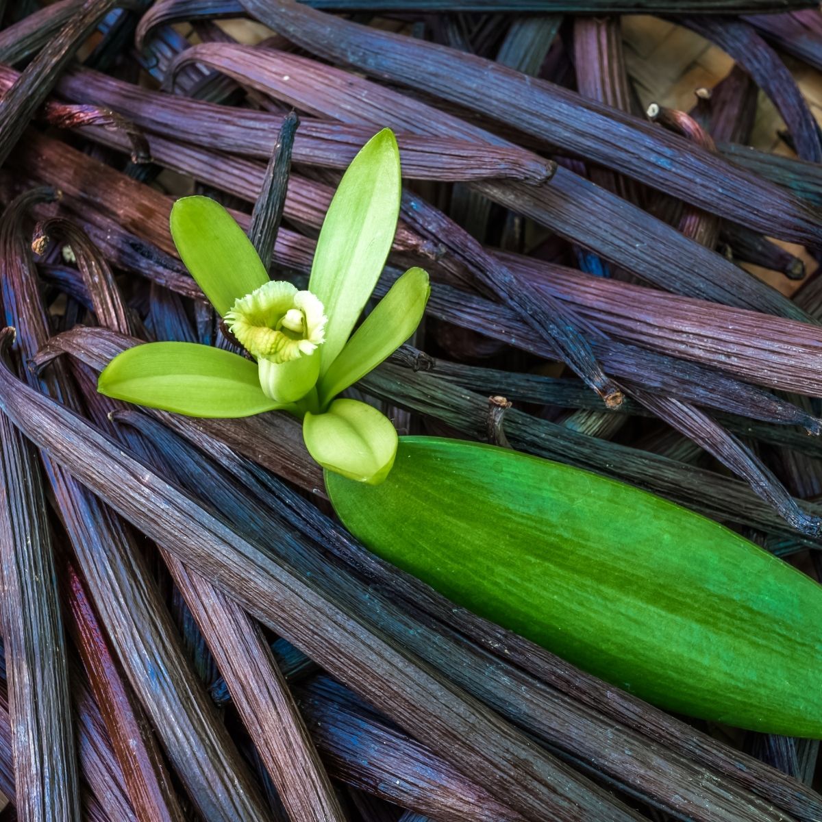 Vanille Bourbon Extrakt bio – Madagaskar - von ESSENCE - PUR | naturrein & hochwertig