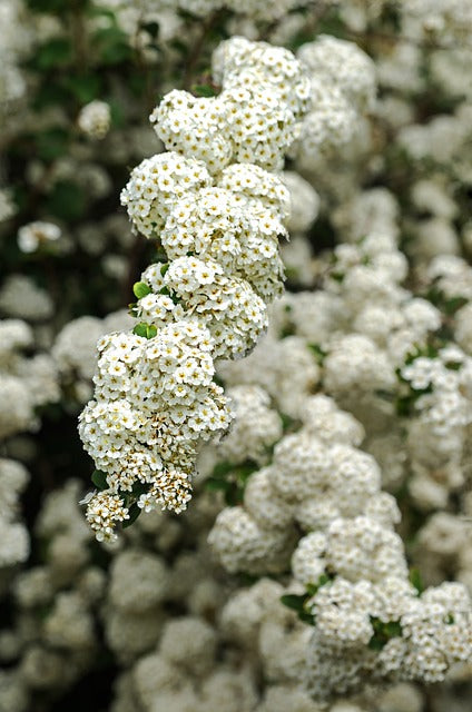 Zarte weiße Blüten des Weißdorns in voller Blüte – Crataegus monogyna im Frühling.