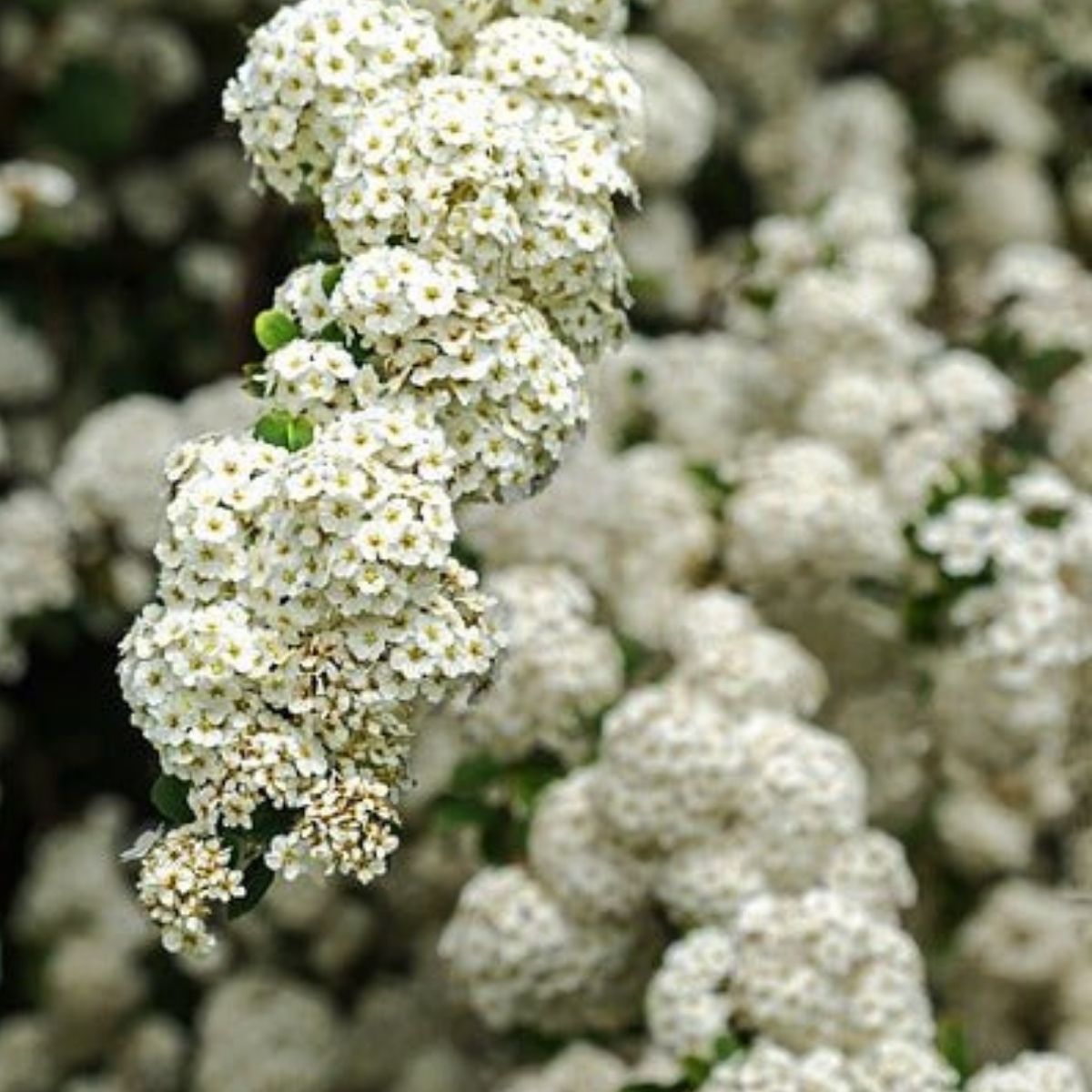 Weißdornblüten Hydrolat bio 🌿 beruhigend & harmonisierend - von ESSENCE - PUR | naturrein & hochwertig