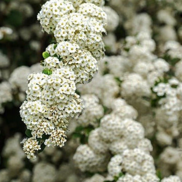 Weißdornblüten Hydrolat bio 🌿 beruhigend & harmonisierend - von ESSENCE - PUR | naturrein & hochwertig
