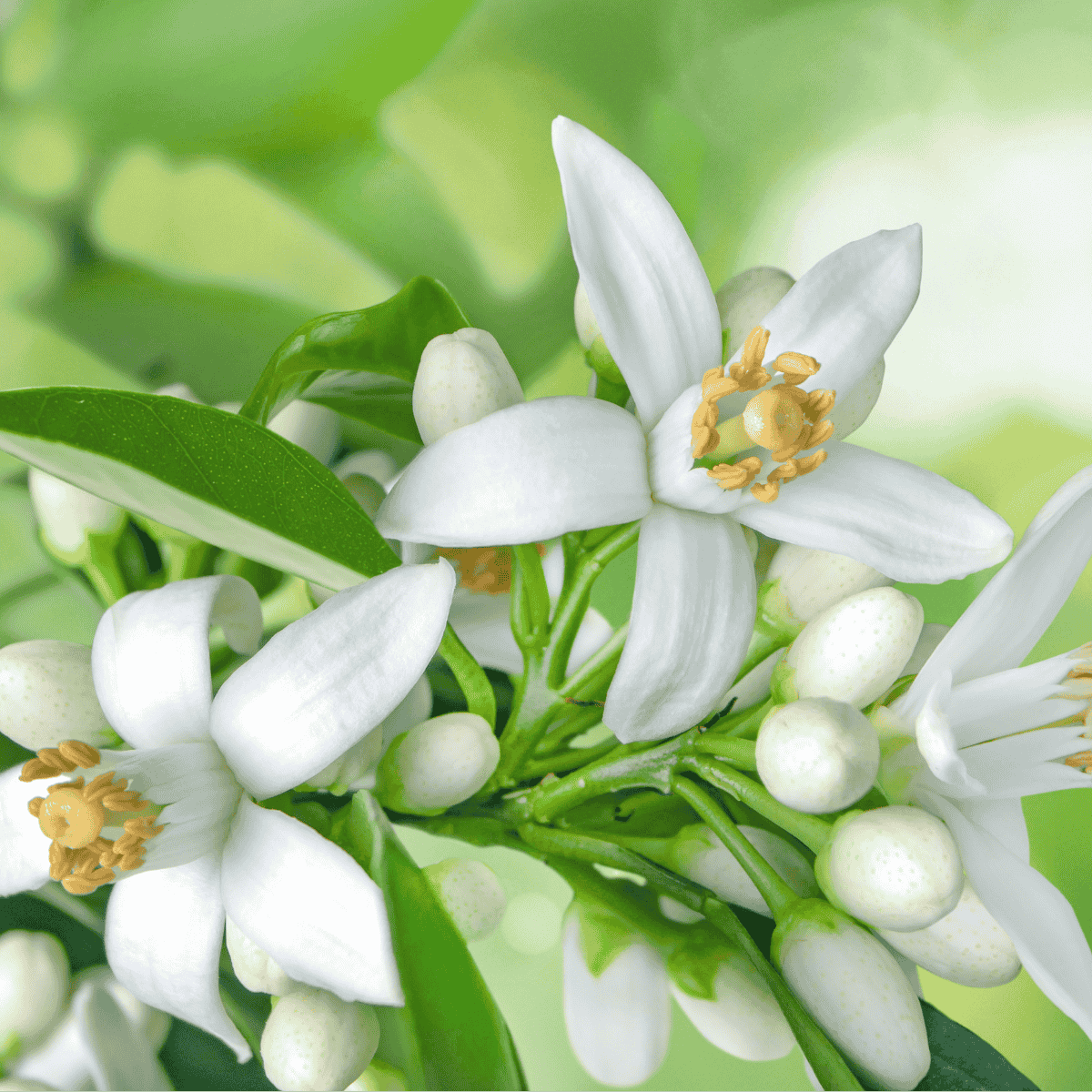 Weiße Orangenblüten am Zweig der Bitterorange – Ausgangspunkt für die Gewinnung von ätherischem Neroliöl.